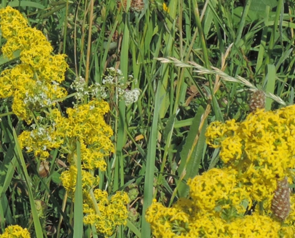 Galium verum (Rubiaceae)